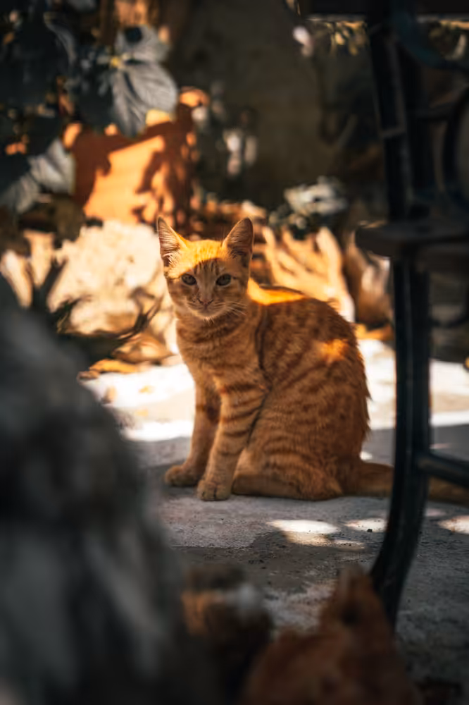 Photo of Crete
